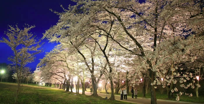 赤城南面千本桜 夜桜ライトアップの画像