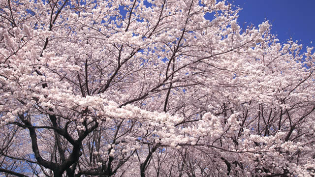 王子飛鳥山公園花見桜祭りの画像