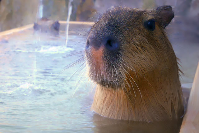 capybara-nasuoukoku01.jpg