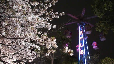 浅草花やしき 夜桜ビアガーデン画像