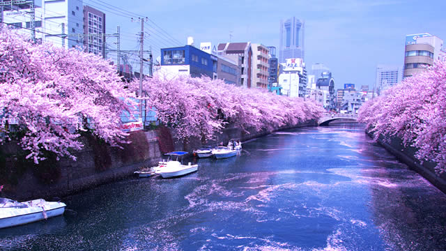 横浜大岡川桜まつり2015の画像