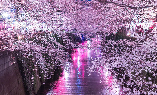 目 黒川 桜